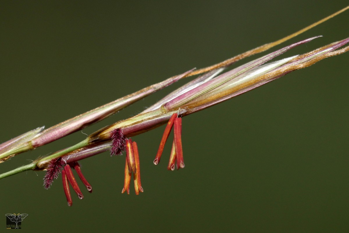 Chrysopogon nodulibarbis (Hochst. ex Steud.) Henrard